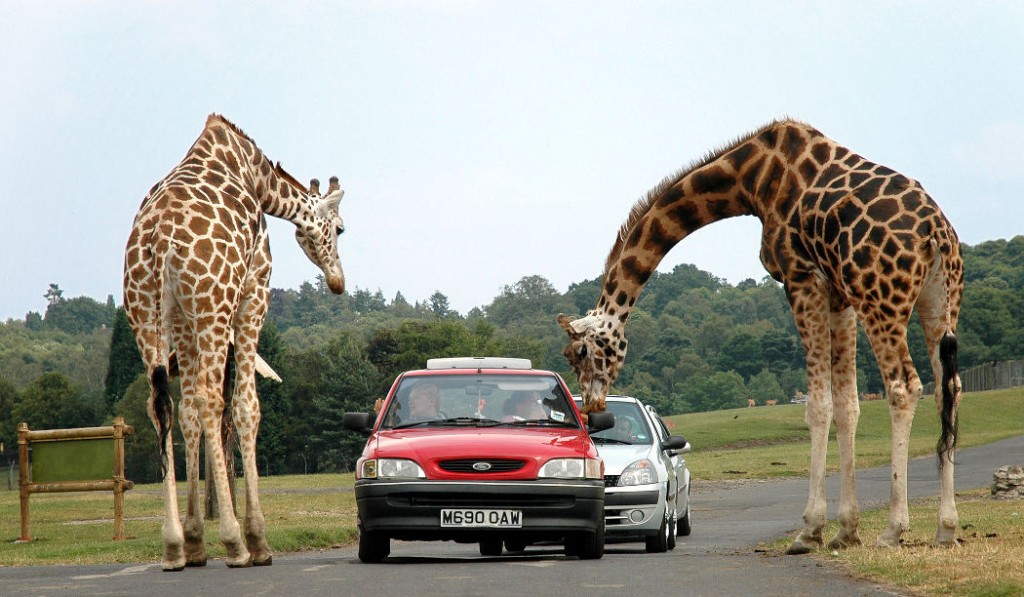 Två giraffer som lutar sig över en bil vid safari